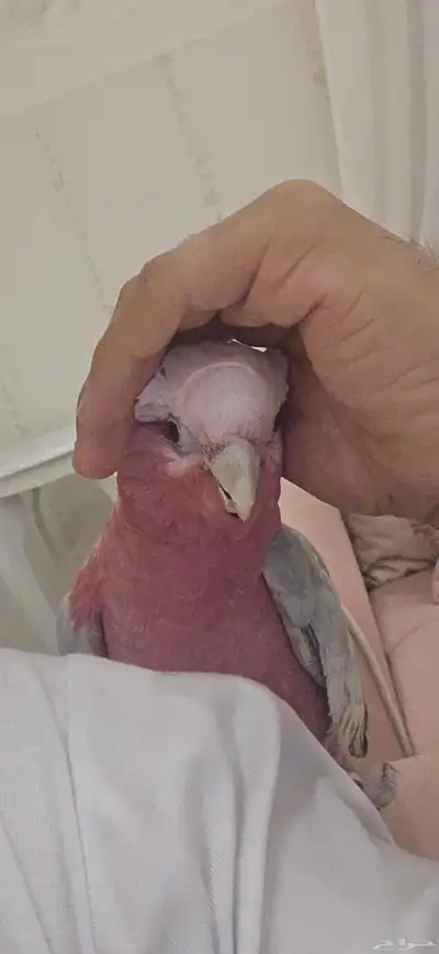 ببغاء كوكاتو قالا index