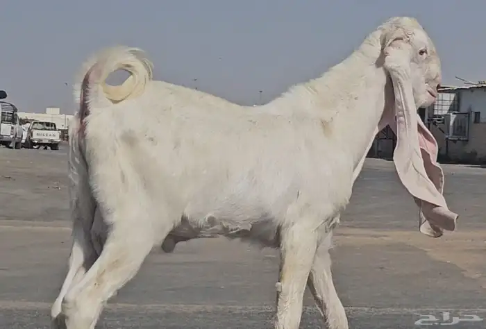 طقم جفرتين جم وفحلها جذعان بيض برص فواخر 4