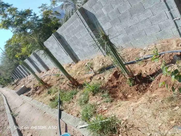 تكريب.وتنظيف.قلع فسايل.موجودنخل بياض واخلاص وشيشي 2