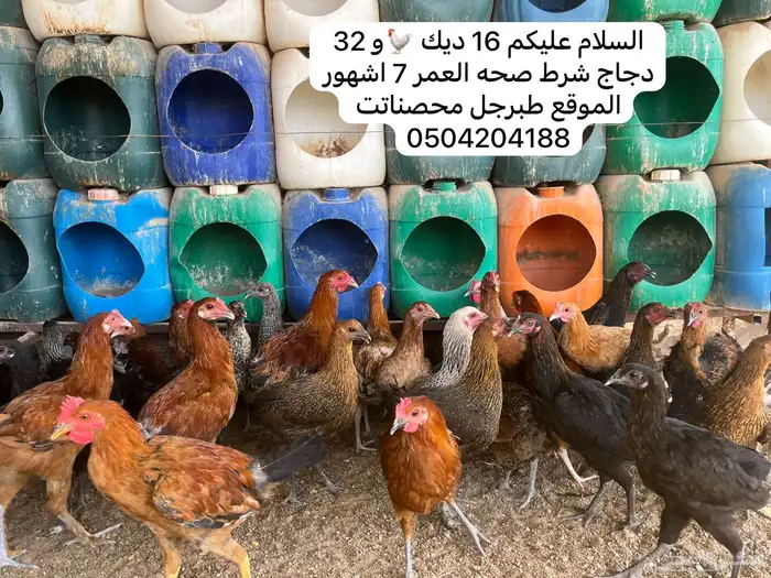 دجاج وديكه 7 اشهور 0