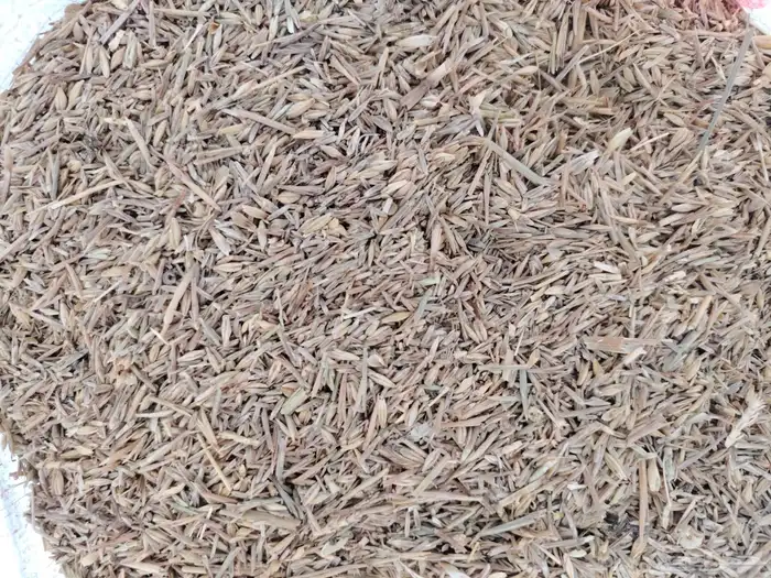 بذر هيبان مخلوط مع شعير 3