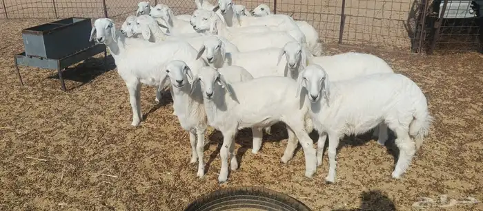 بهم خرفان ورخال 1