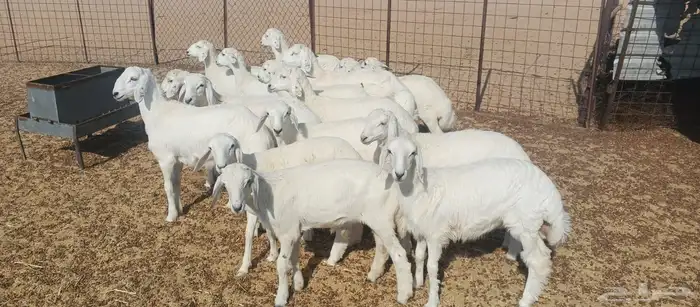 بهم خرفان ورخال 0