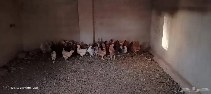 دجاج بلدي وديوك 6