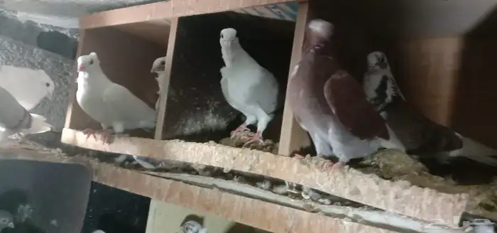 حمام روسي او شامي 0