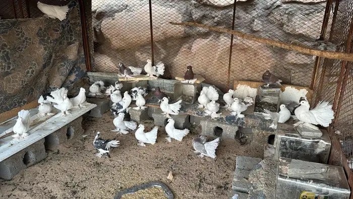 للبيع عشه حمام رقاص 0