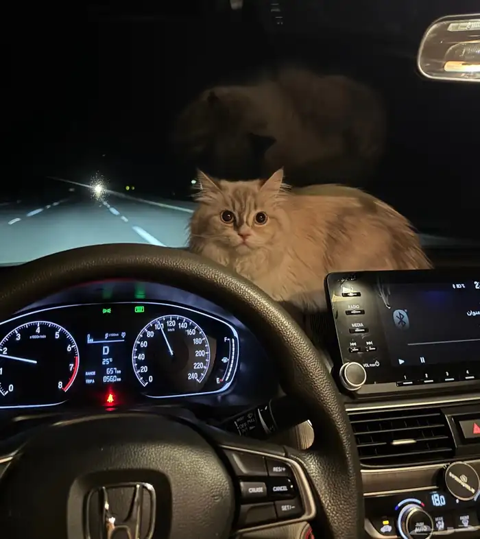 قطة شيرازي 1