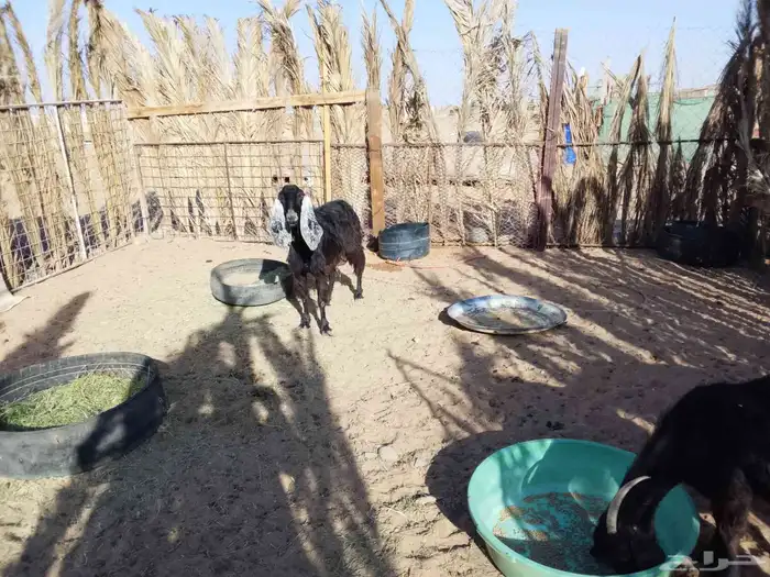 ماعز سديس العداد 3 الحد جملة 1200 7