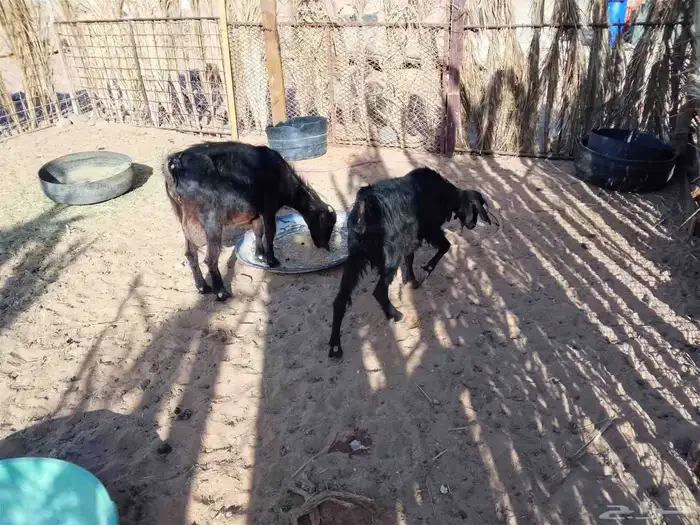 ماعز سديس العداد 3 الحد جملة 1200 3