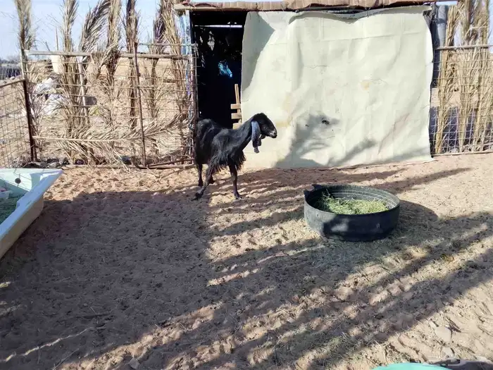 ماعز سديس العداد 3 الحد جملة 1200 8