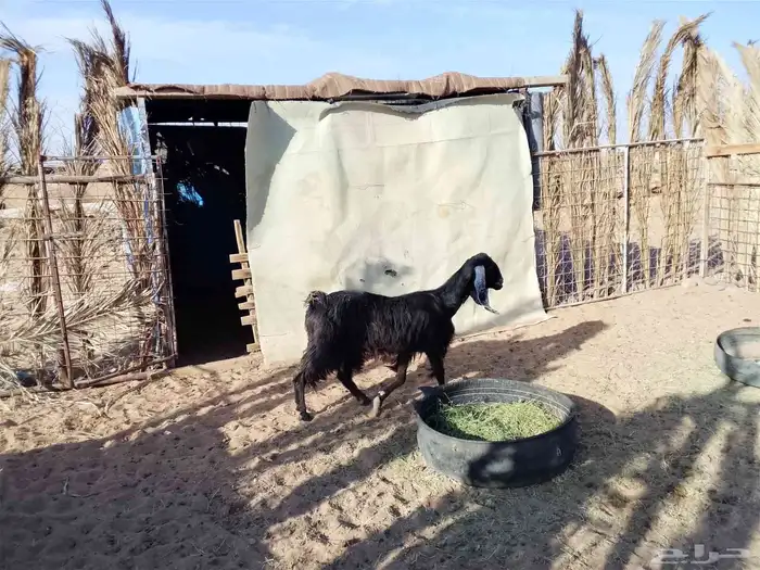 ماعز سديس العداد 3 الحد جملة 1200 2