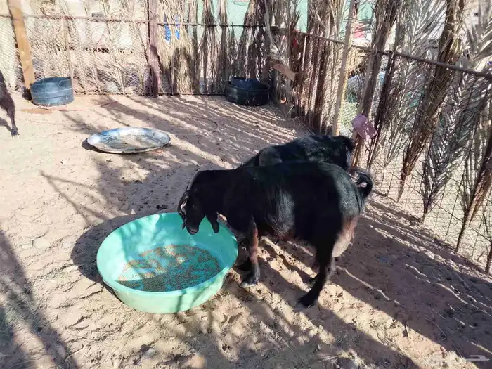 ماعز سديس العداد 3 الحد جملة 1200 4