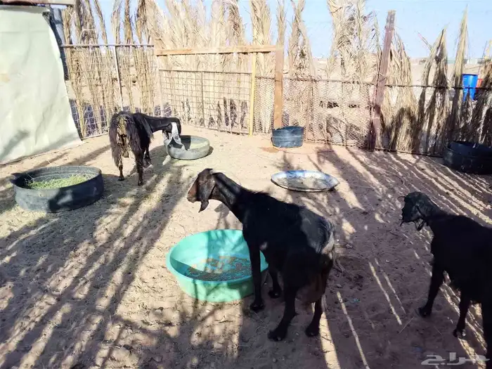 ماعز سديس العداد 3 الحد جملة 1200 5