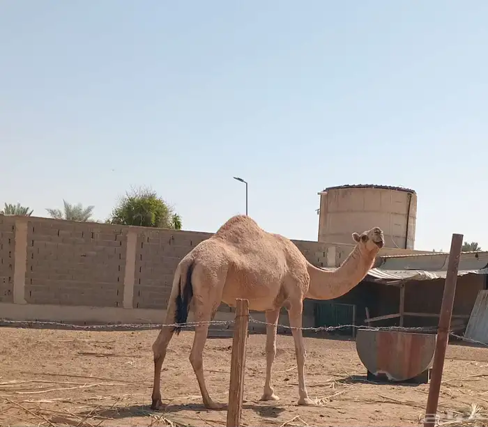 ضروبه شقحاء ثنيه 5