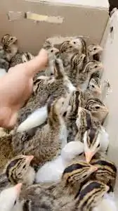 حجل حبشي (دجاج فرعوني) من نوادر الطيور ما أعرض إلا الش 4