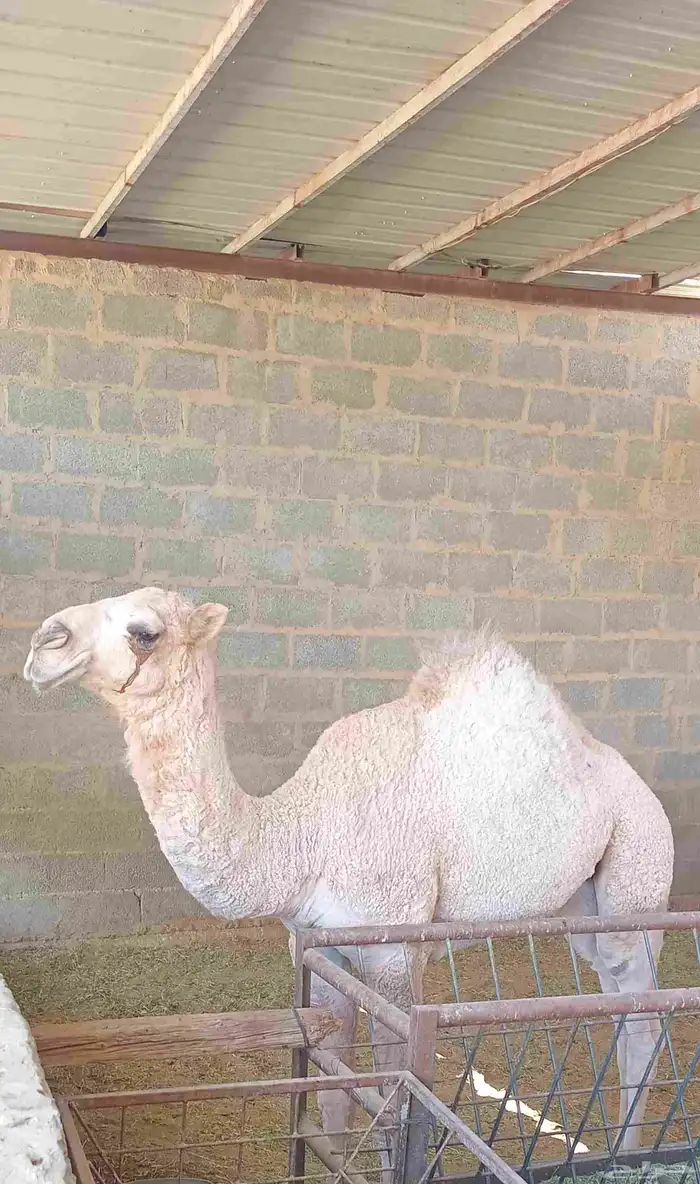 ضروبه شقحاء ثنيه 4