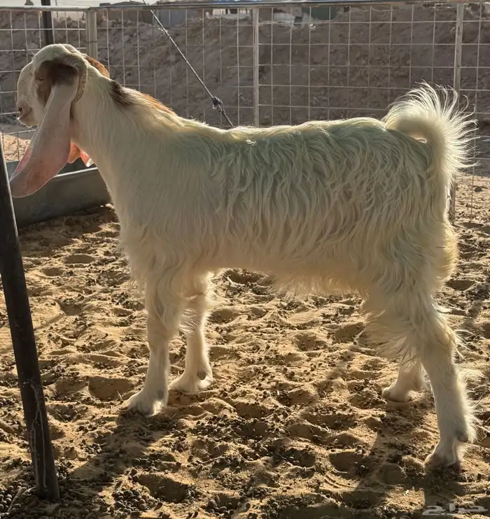 جفار مطورات فواخر 2