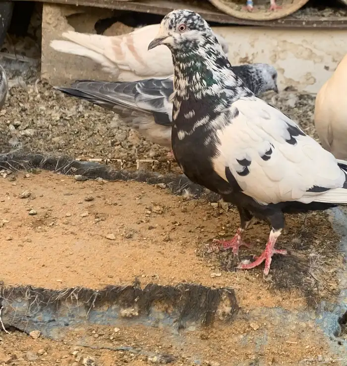 جوز مع فروخه 2