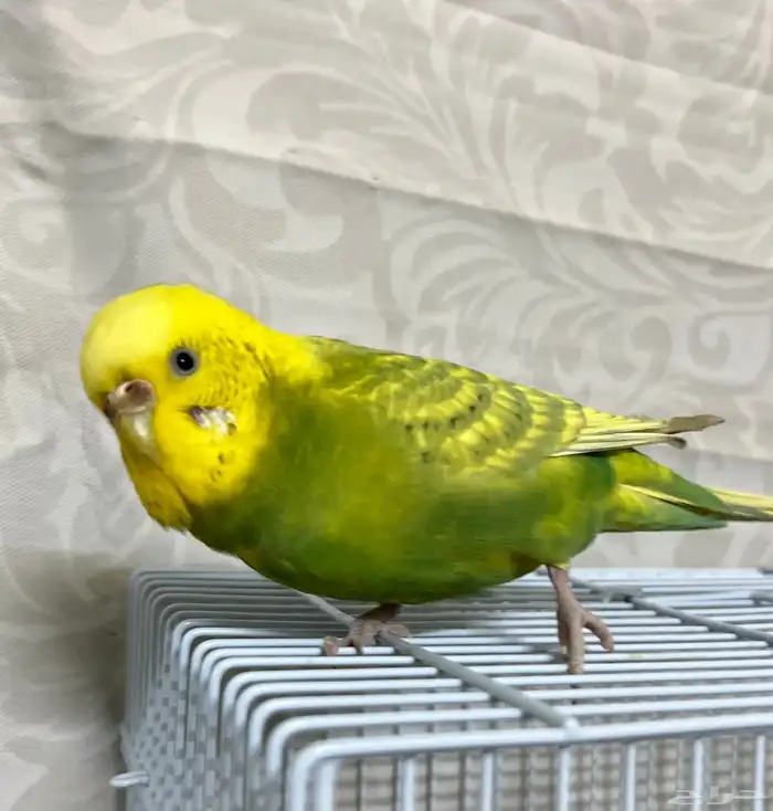 انثى بادجي 1