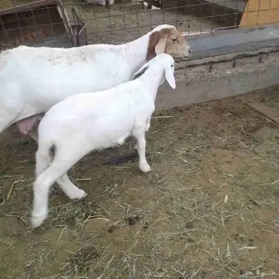 اعرض لكم خلفه سواكني تحت رخال مهجن صنف فاخر من الدرجه الاولى index