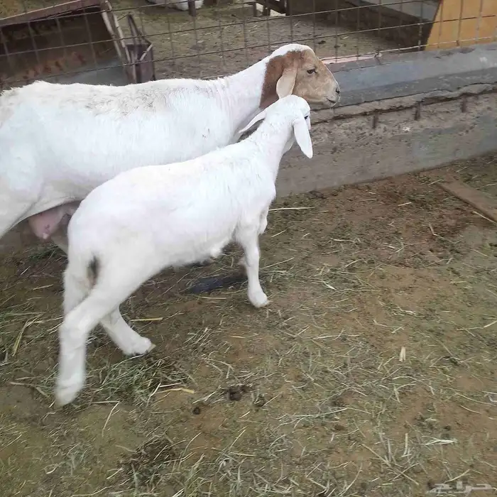 اعرض لكم خلفه سواكني تحت رخال مهجن صنف فاخر من الدرجه الاولى 4