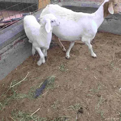 اعرض لكم خلفه سواكني تحت رخال مهجن صنف فاخر من الدرجه الاولى index