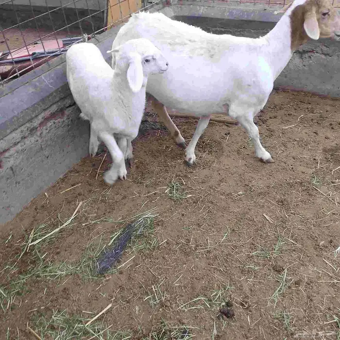 اعرض لكم خلفه سواكني تحت رخال مهجن صنف فاخر من الدرجه الاولى 5