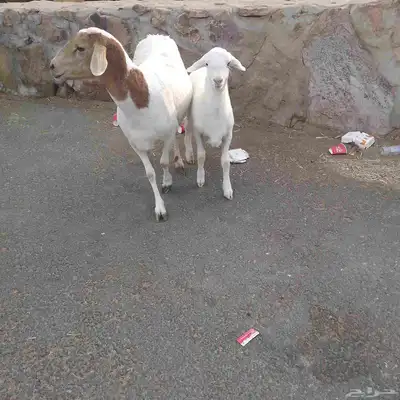 اعرض لكم خلفه سواكني تحت رخال مهجن صنف فاخر من الدرجه الاولى index