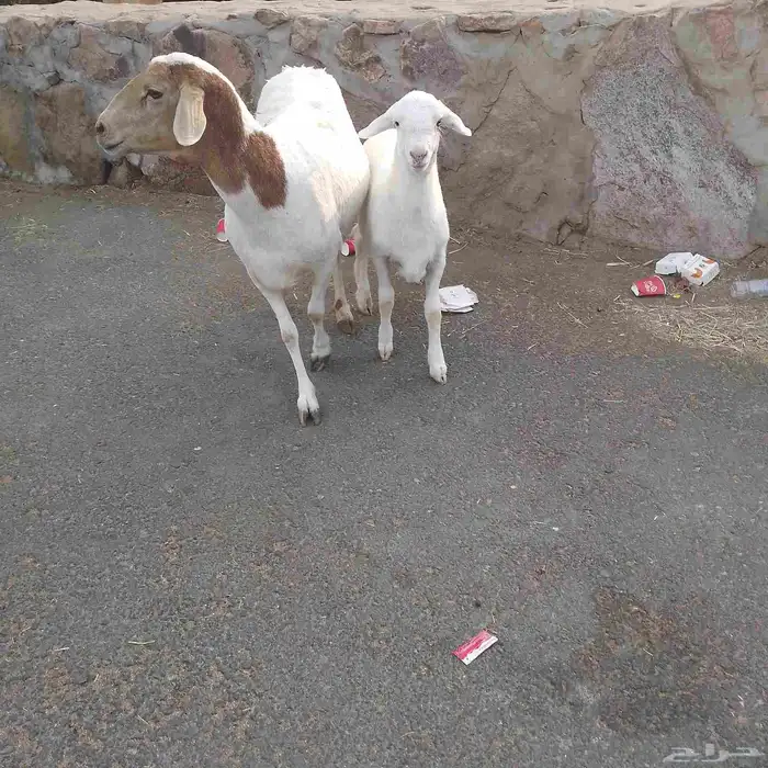 اعرض لكم خلفه سواكني تحت رخال مهجن صنف فاخر من الدرجه الاولى 0