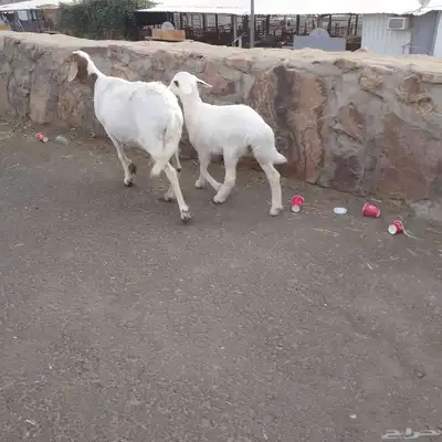 اعرض لكم خلفه سواكني تحت رخال مهجن صنف فاخر من الدرجه الاولى index