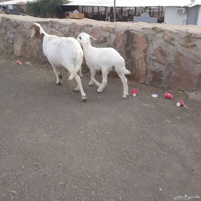 اعرض لكم خلفه سواكني تحت رخال مهجن صنف فاخر من الدرجه الاولى 1