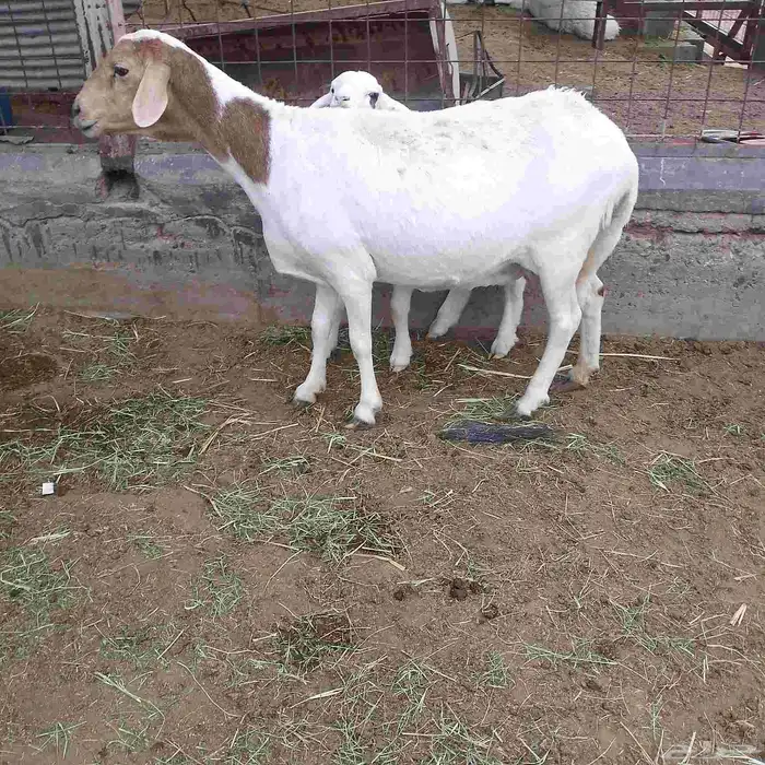 اعرض لكم خلفه سواكني تحت رخال مهجن صنف فاخر من الدرجه الاولى 9