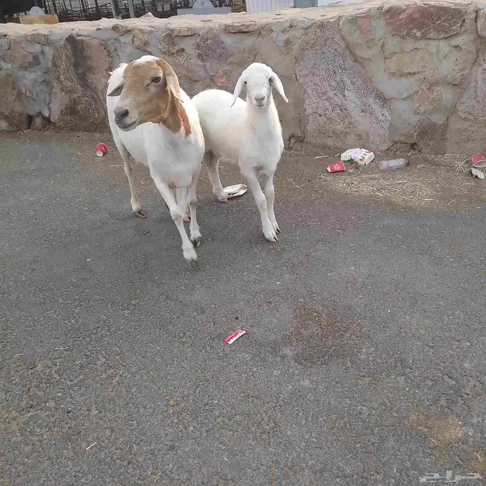 اعرض لكم خلفه سواكني تحت رخال مهجن صنف فاخر من الدرجه الاولى 7