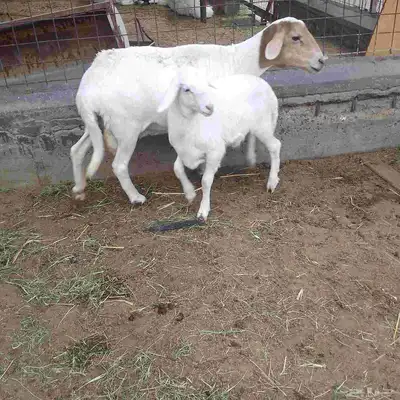 اعرض لكم خلفه سواكني تحت رخال مهجن صنف فاخر من الدرجه الاولى index