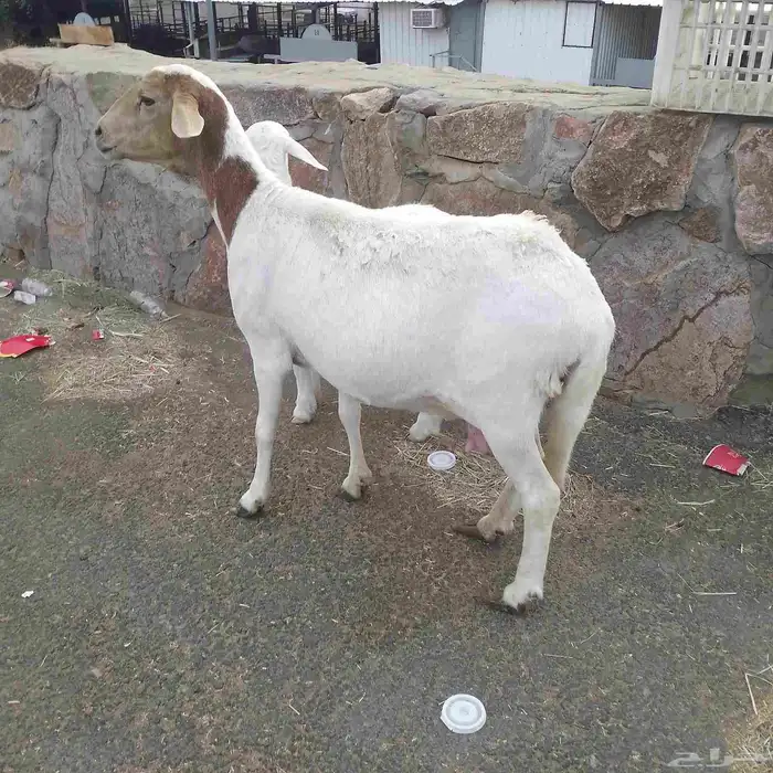 اعرض لكم خلفه سواكني تحت رخال مهجن صنف فاخر من الدرجه الاولى 8