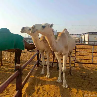 بكار كفوو شقح index