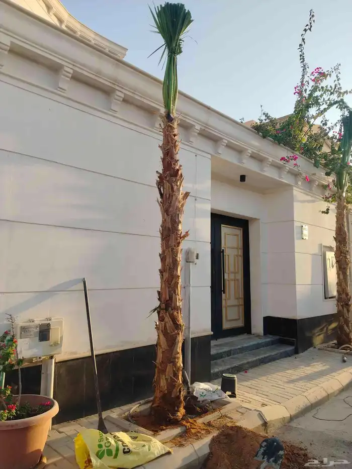 نخيل واشجار 7