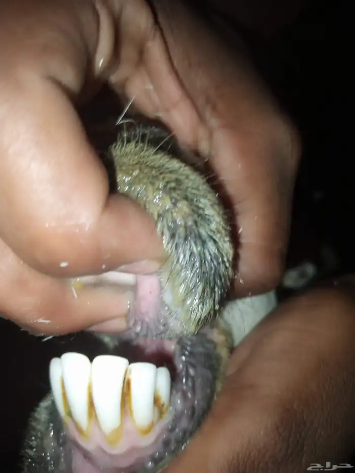 الثنتين ضان 1