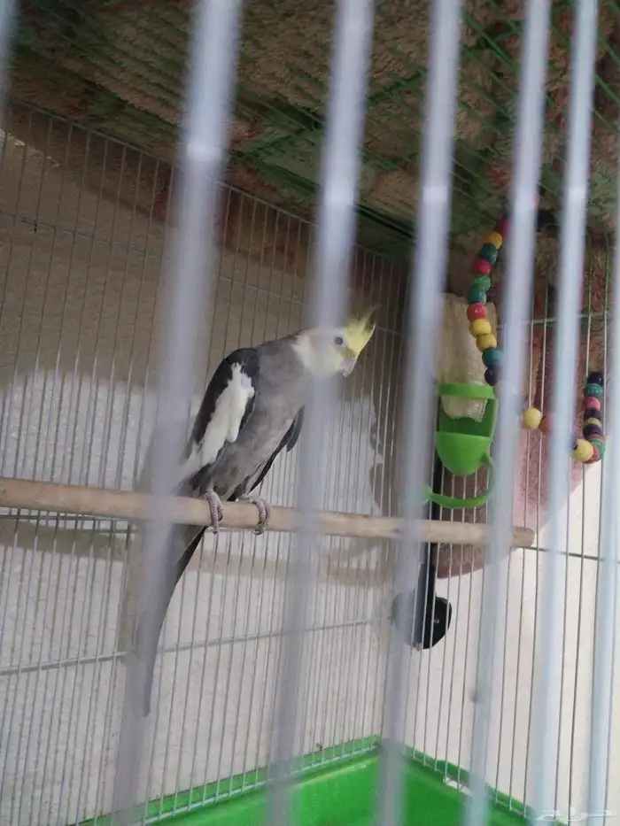 بقبقه كروان ذكر مع القفص 350 0