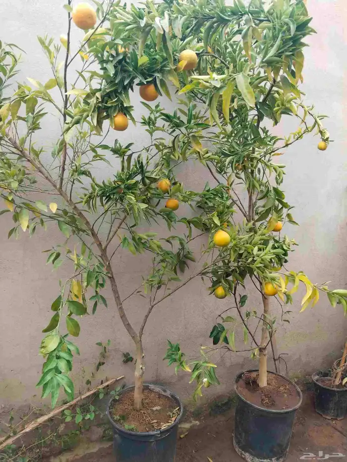 نخيل واشجار 8