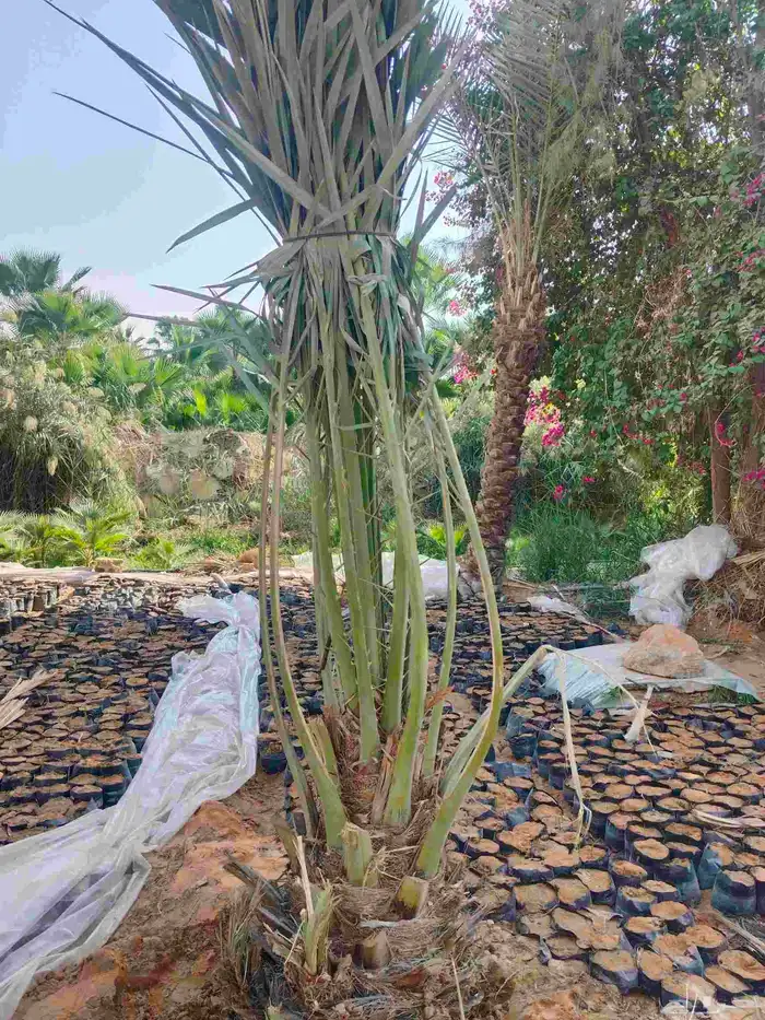 نخيل واشجار 6