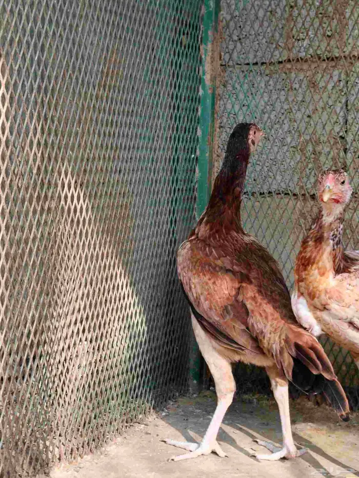 دجاج باكستاني 2