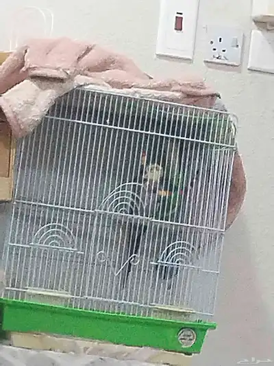 بقبقه كروان ذكر مع القفص 350 index