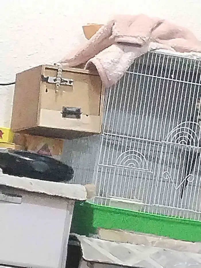 بقبقه كروان ذكر مع القفص 350 3