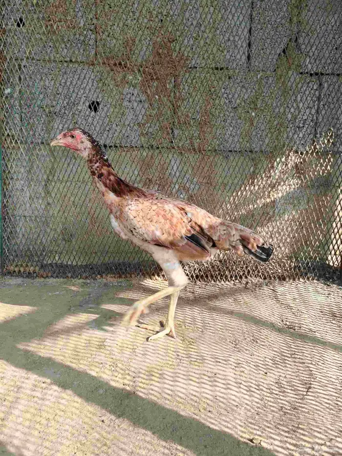 دجاج باكستاني 0