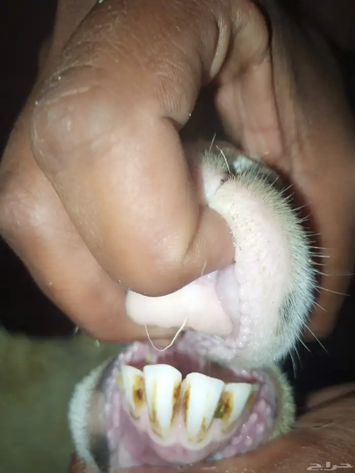 الثنتين ضان 0