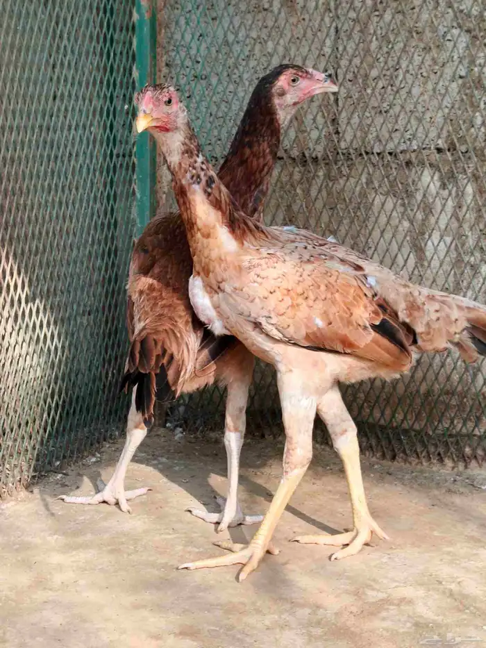 دجاج باكستاني 1