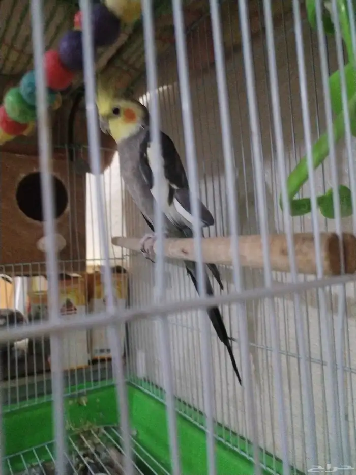 بقبقه كروان ذكر مع القفص 350 1