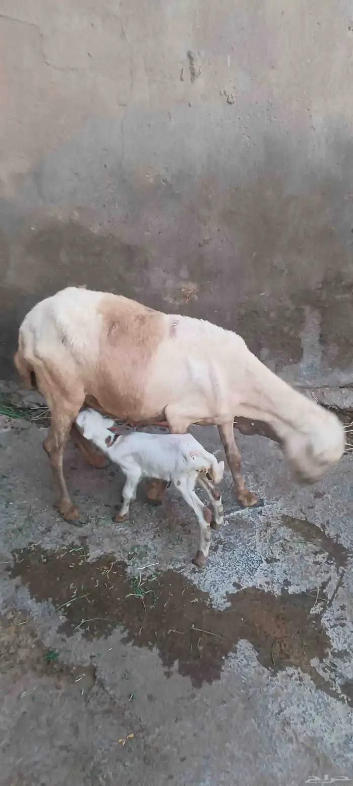 نعجه منتوج 0