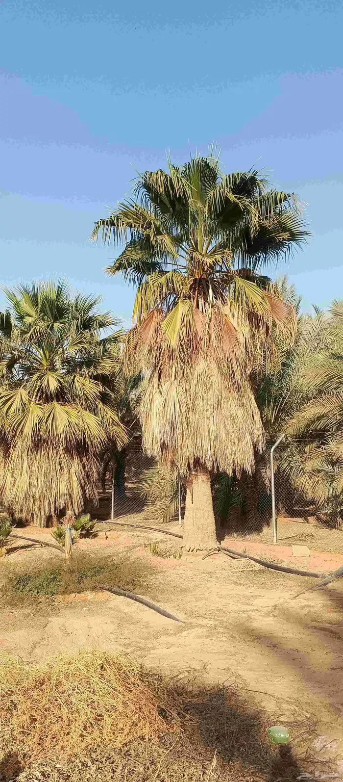 نخل واشنطني أمريكي بيع نخل زينة 0